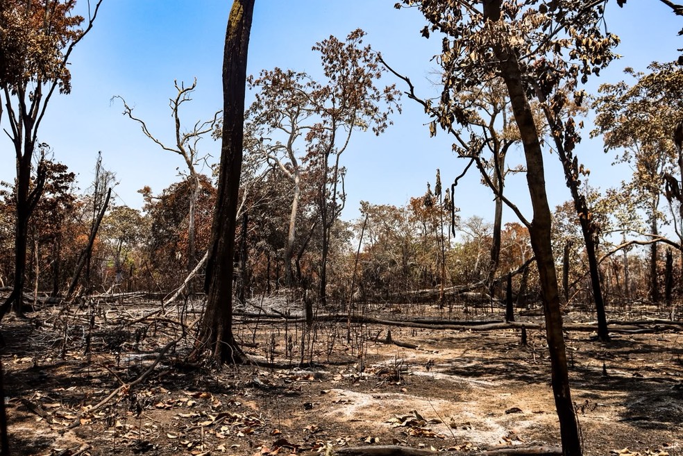 Fogo destruiu vegetação na zona rural de Itacoatiara, no Amazonas. — Foto: Liam Cavalcante/Rede Amazônica