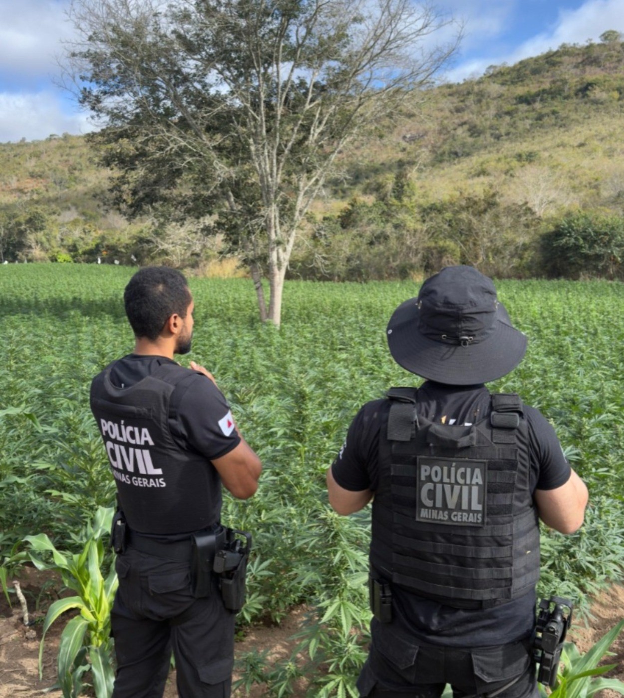 Plantação com 40 mil pés de maconha é descoberta em Cachoeira de Pajeú; esse é o 5º local encontrado em MG