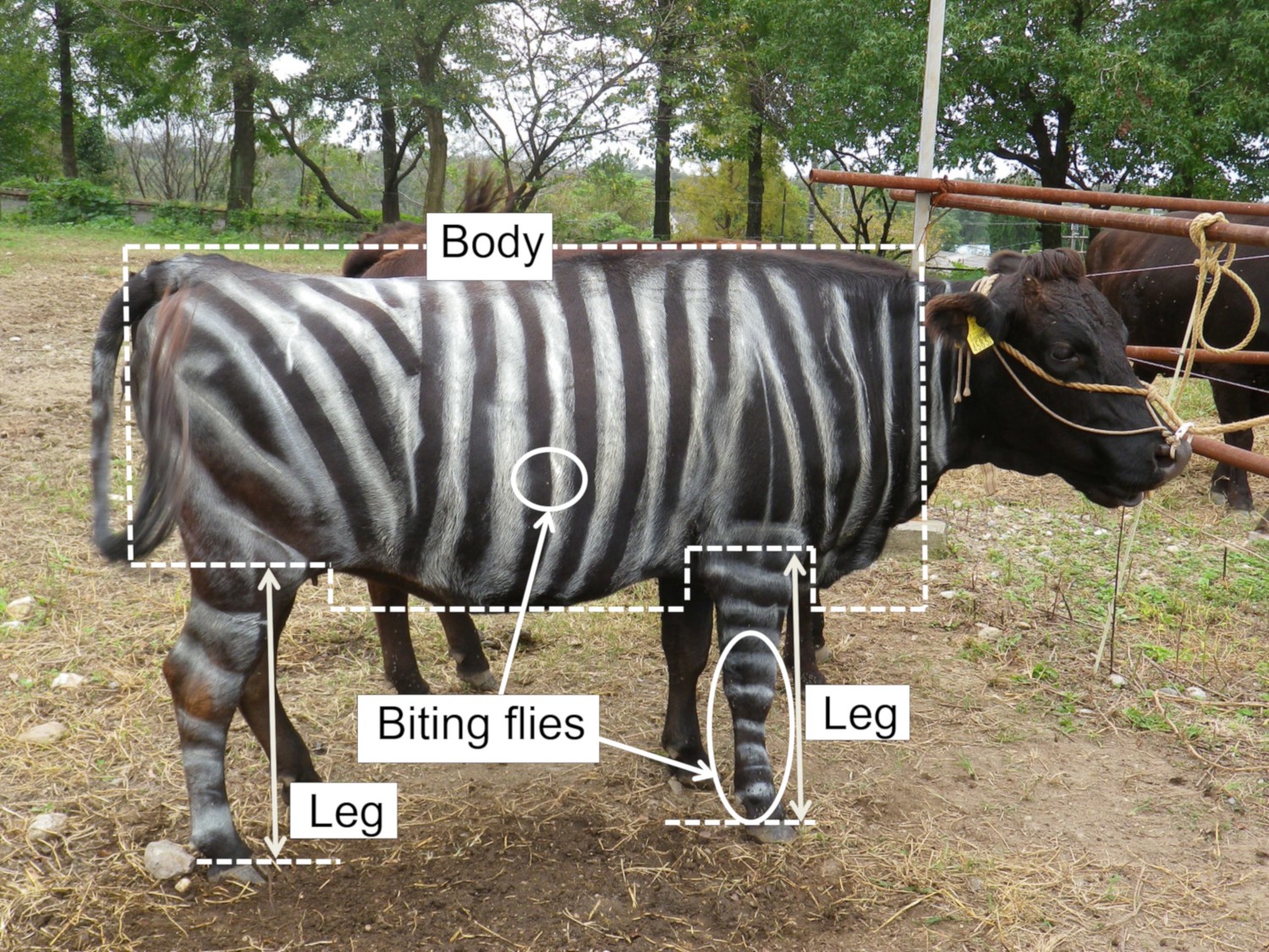 IgNobel 2025 premia pesquisas sobre lagartos que roubam pizza, leite com gosto de alho e vacas pintadas como zebras