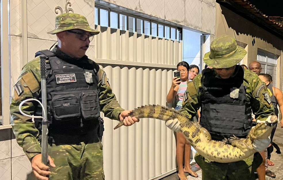 Jacaré é encontrado dentro de bueiro no Bairro Santos Dumont em Aracaju — Foto: Reprodução/ TV Sergipe