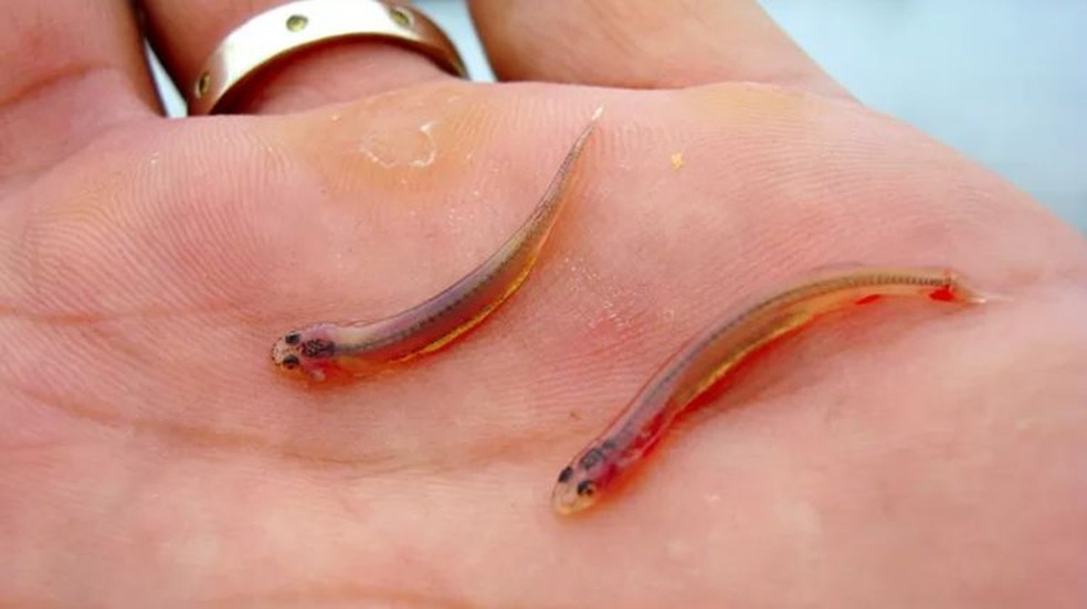 Candiru-verdadeiro se alimenta de sangue do hospedeiro — Foto: Reprodução / Pinterest