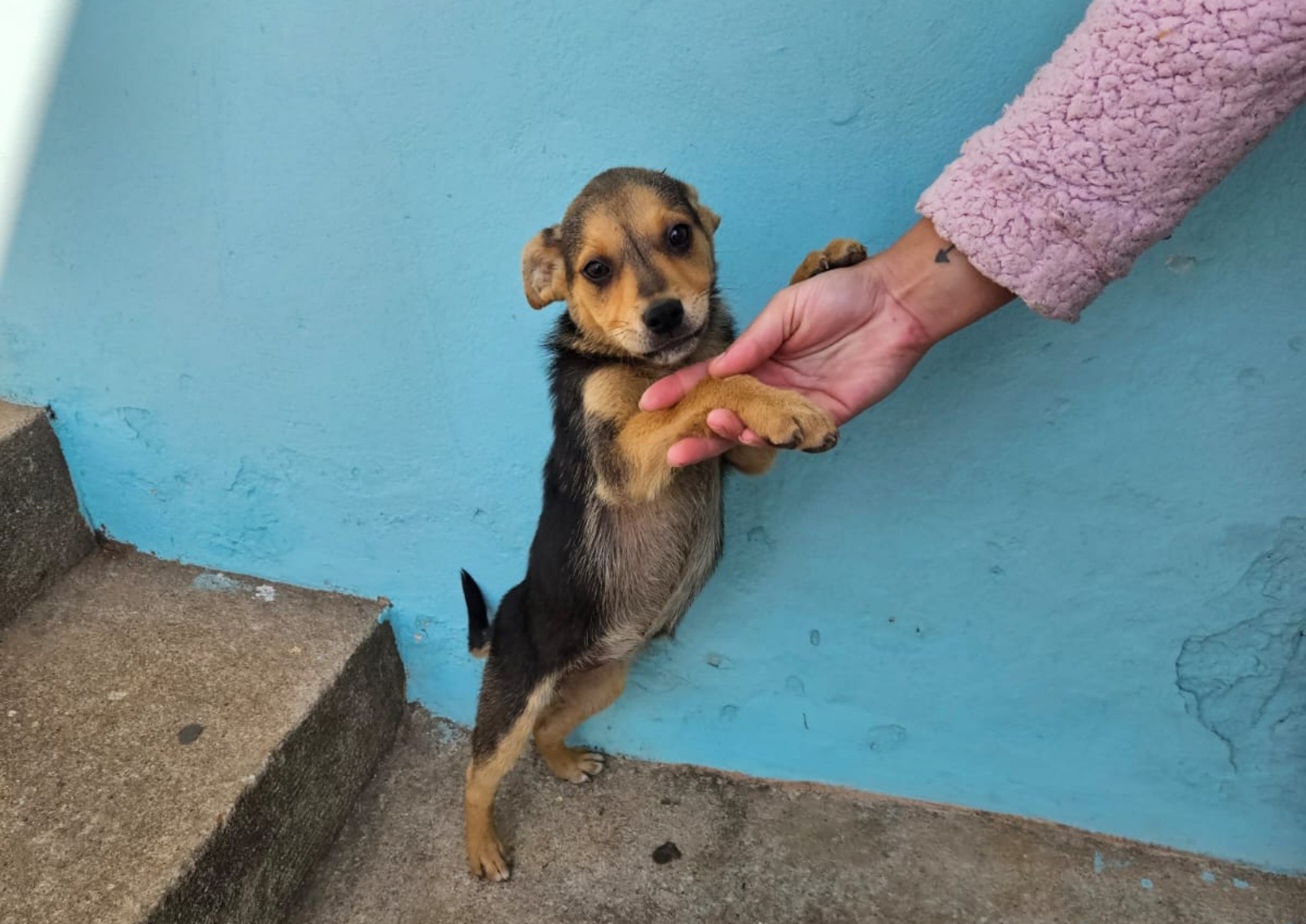 Polícia Civil investiga abandono de filhote de cachorro em Lavras; câmera registrou ação