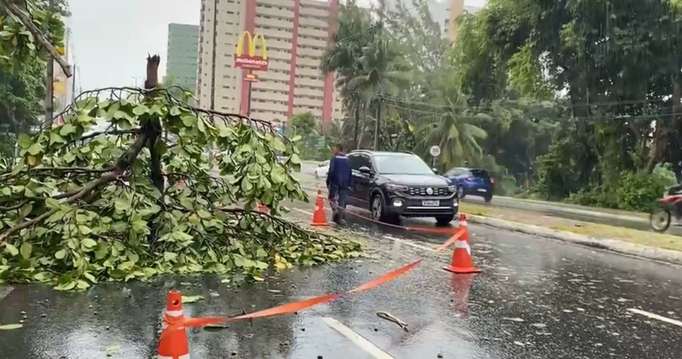 Árvore caída após fortes chuvas em João Pessoa