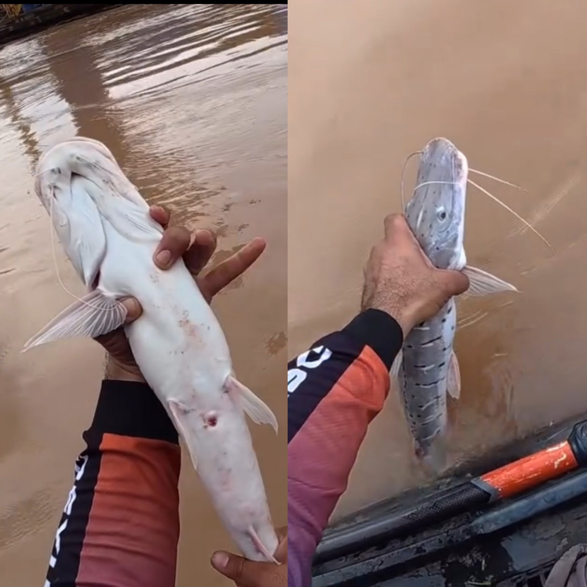 Pescador fisga peixe sem nadadeira e vídeo chama atenção em RO
