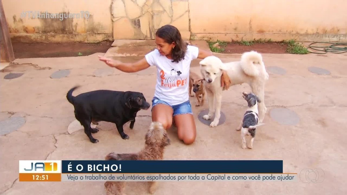 ONG que cuida de animais vítimas de maus-tratos está sendo despejada de  casa em Palmas, Tocantins