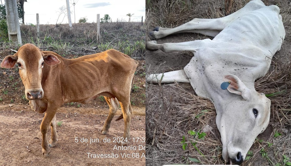 Bois tem morrido de fome em Roraima por falta de pasto — Foto: Arquivo pessoal