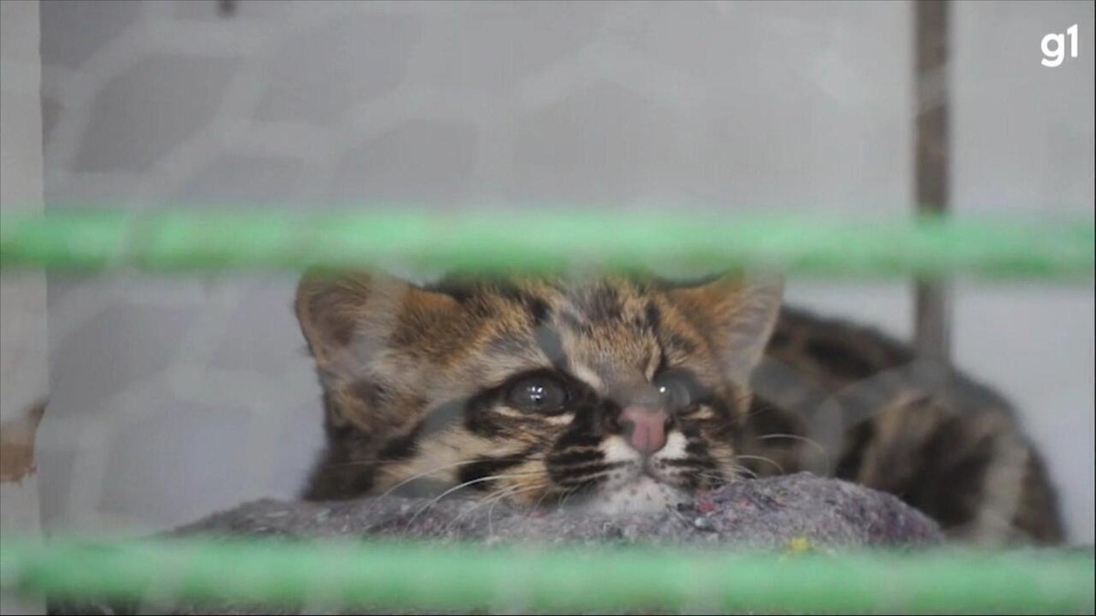 No Dia Mundial do Gato, assista aos vídeos mais populares do  -  Estadão