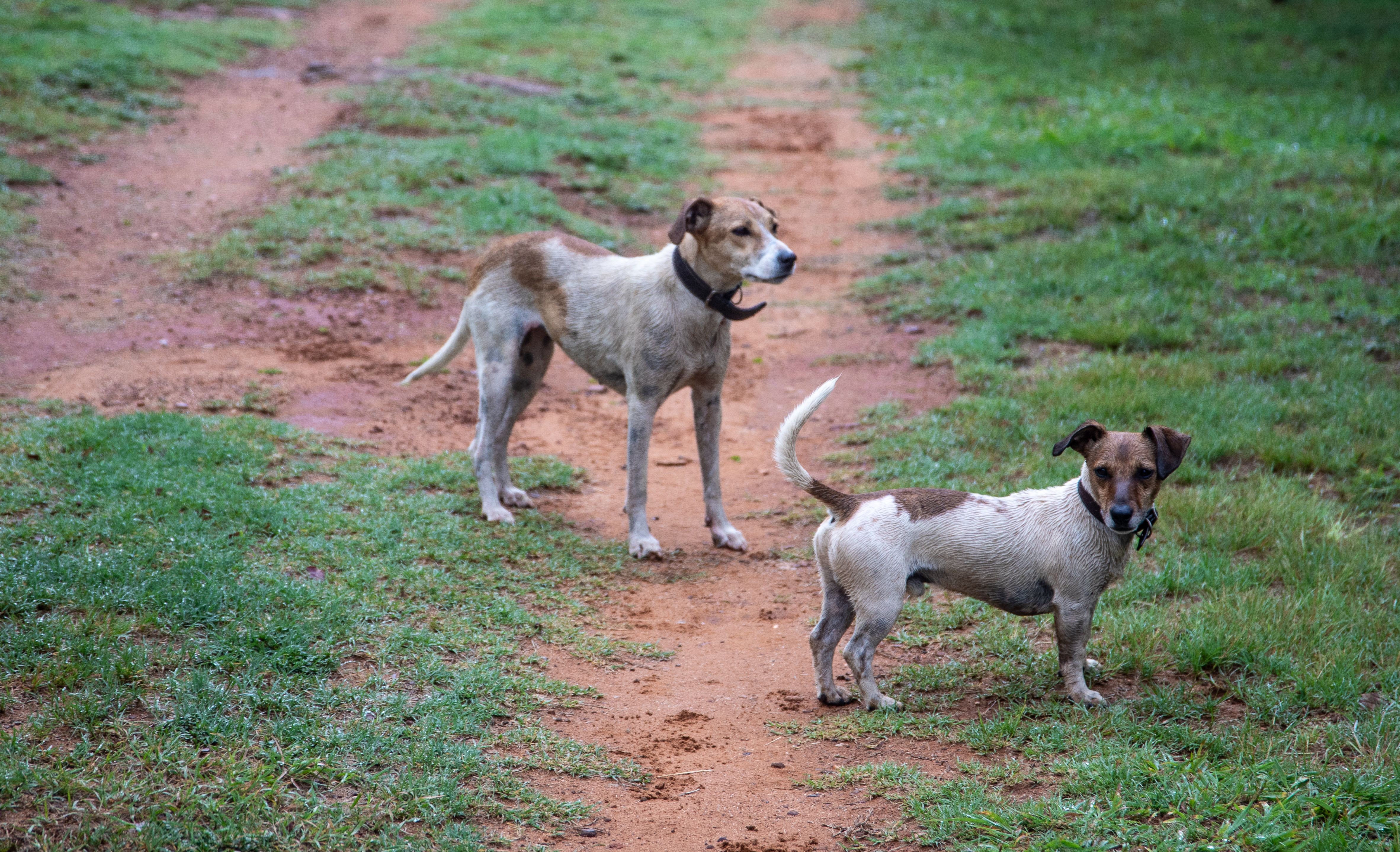 Vacinação antirrábica para cães e gatos começa na Zona Rural de Juiz de Fora