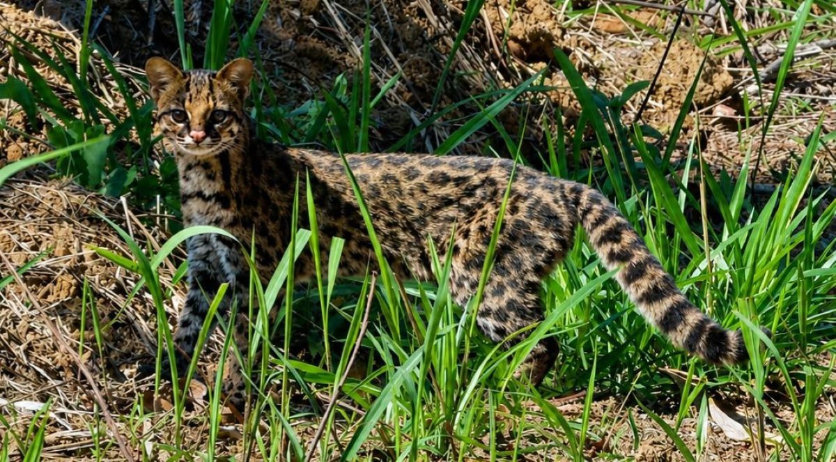 Gato-do-mato-pequeno é flagrado próximo ao Centro de Lídice, em Rio Claro