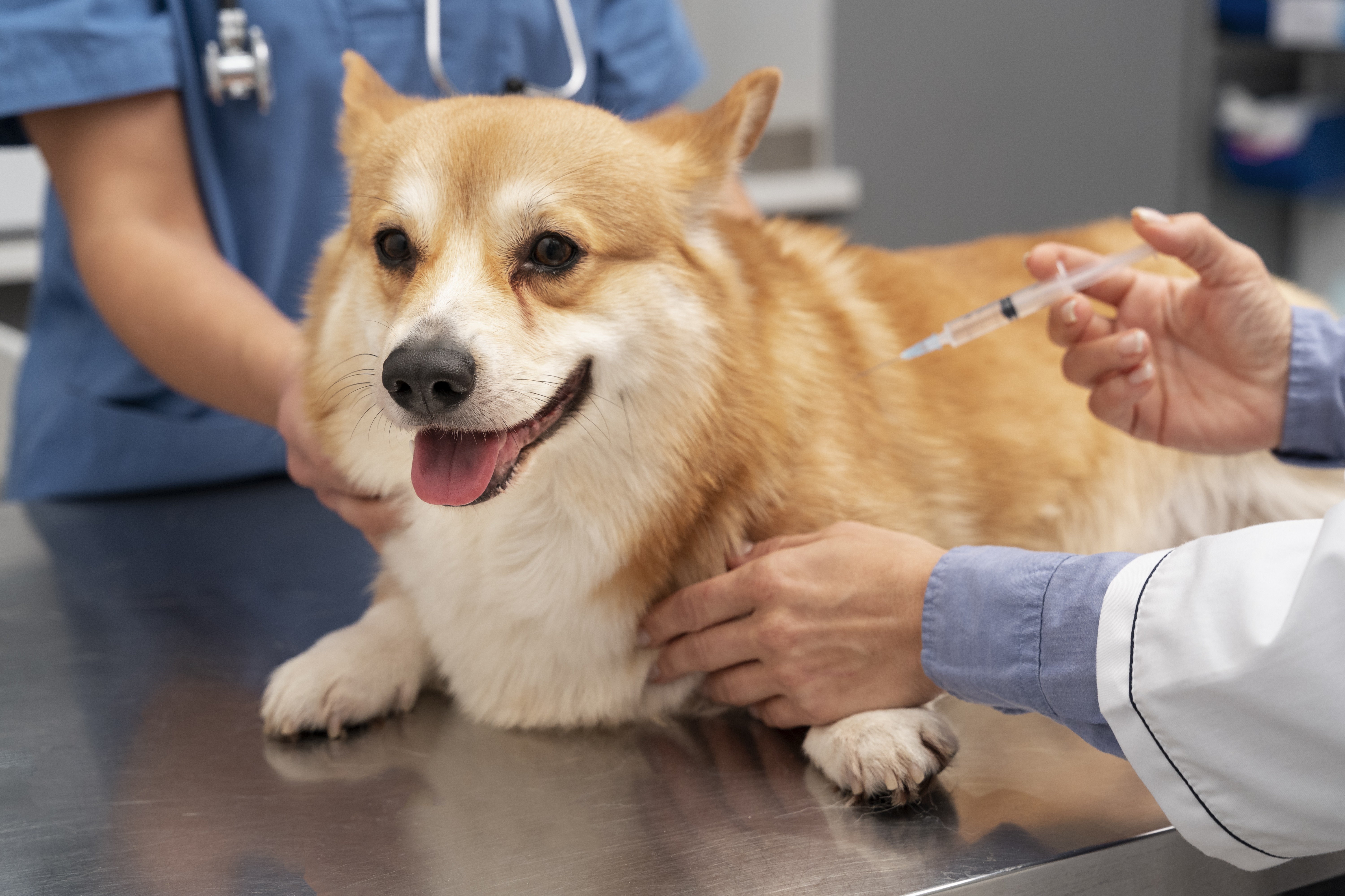 Vacinação de pets: Um ato de amor que salva vidas