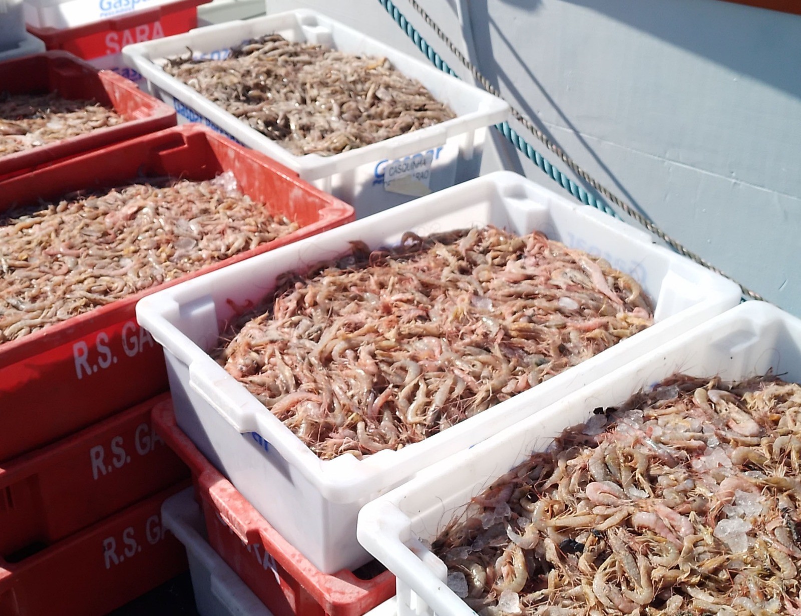 Período de defeso do camarão começa nesta quarta (28) no Litoral Norte de SP; veja regras