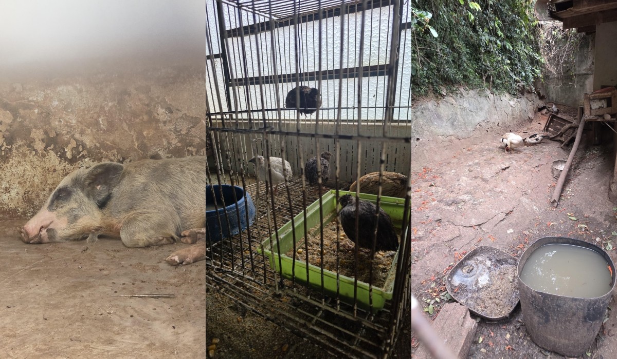 Veterinário é preso por maus-tratos e clínica é interditada em Itapetininga 
