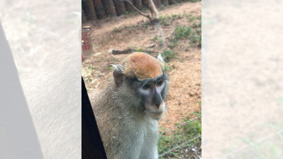 9 de 10
No Brasil, somente o Zool&oacute;gico de Bauru abriga esp&eacute;cie do macaco-pata &mdash; Foto: Divulga&ccedil;&atilde;o