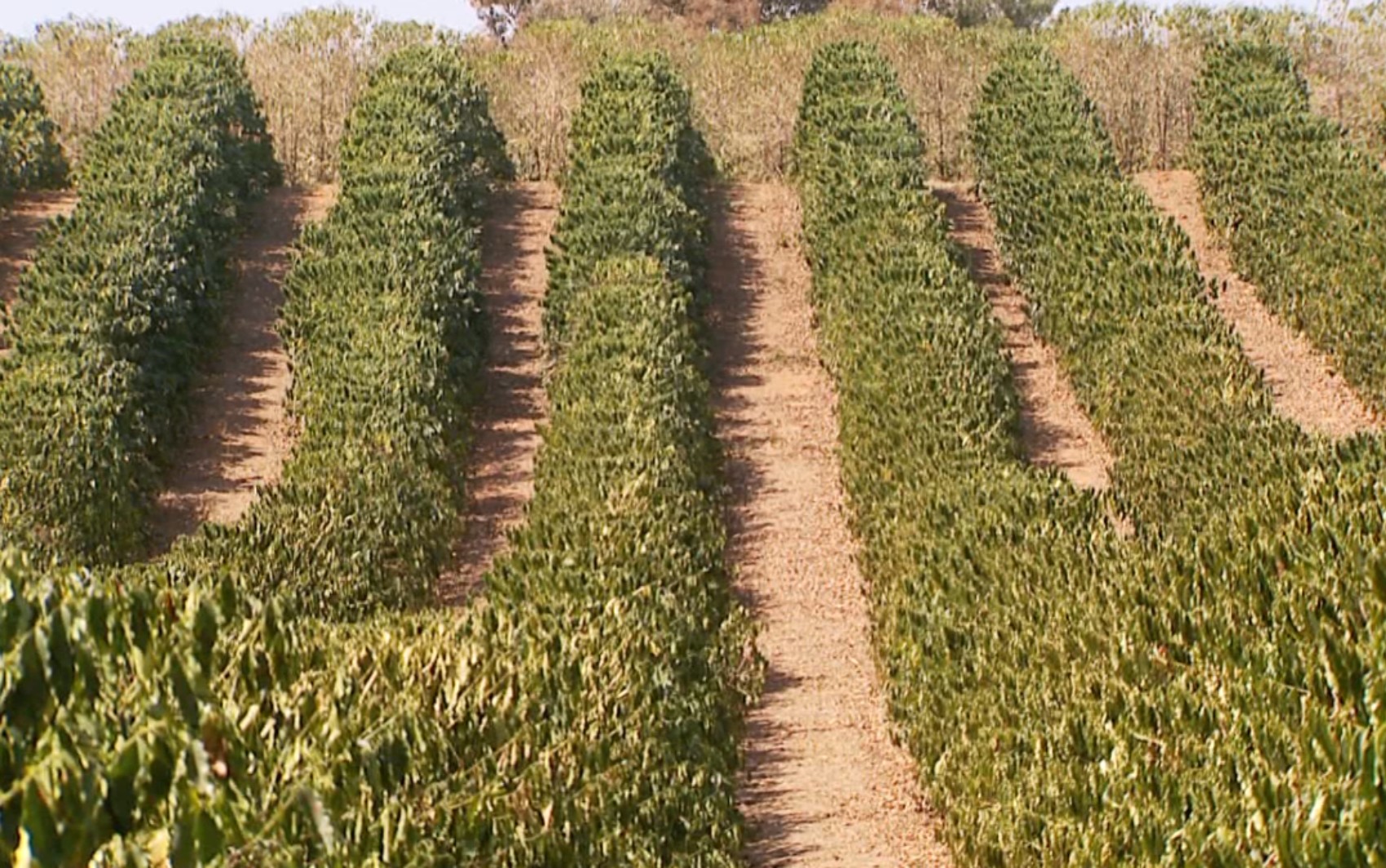 Safra de café deve cair mais de 6% no Brasil em 2025, aponta Conab; seca e bienalidade negativa afetam Sul de Minas