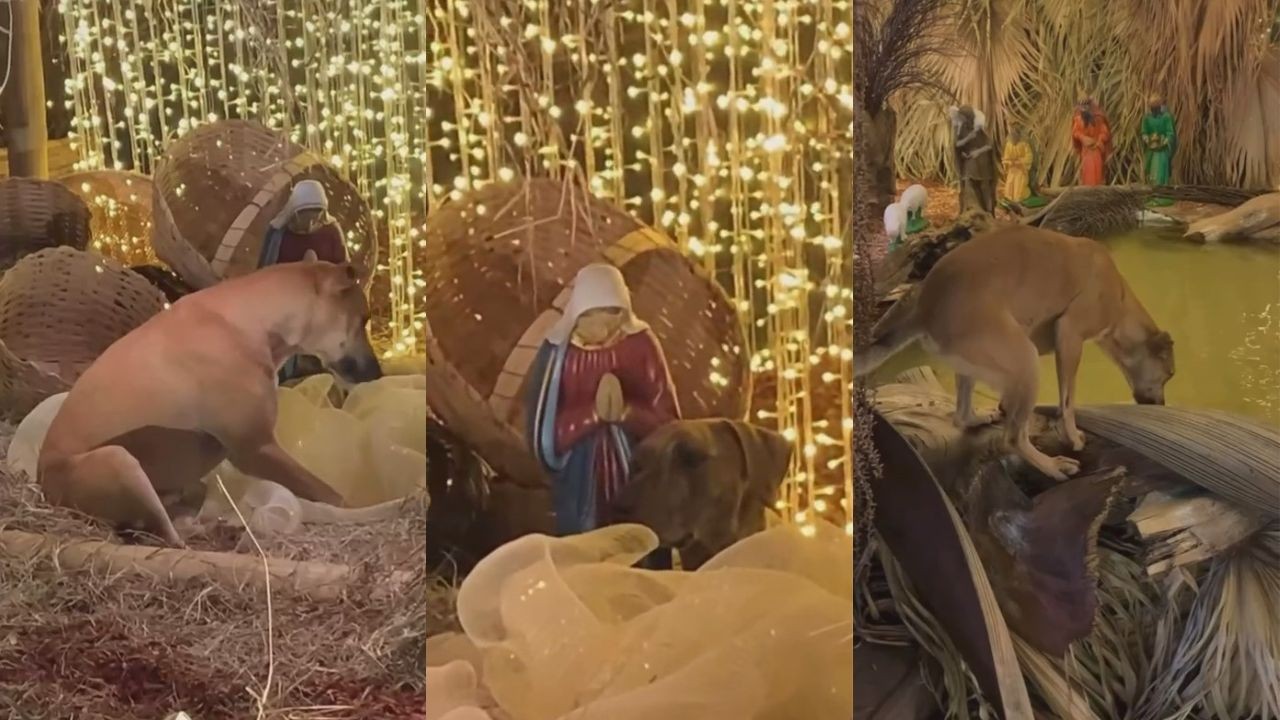 Cachorros caramelos fazem farra em presépio montado em praça de MG e encantam a web