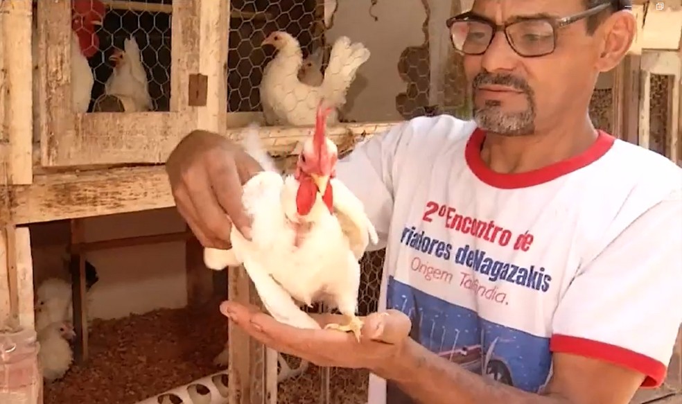 Criador mostra galo garnizé que cabe na palma da mão. — Foto: Reprodução/TV Anhanguera