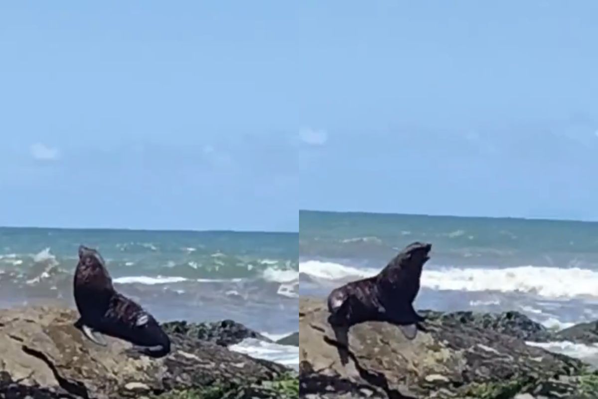 Lobo-marinho surpreende banhistas ao descansar nas pedras em praia do litoral de SP