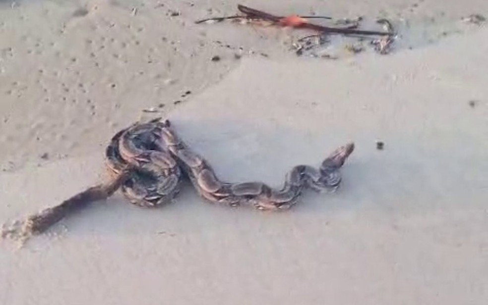 Jiboia encontrada na Praia da Atalaia em Aracaju — Foto: Hector Monteiro