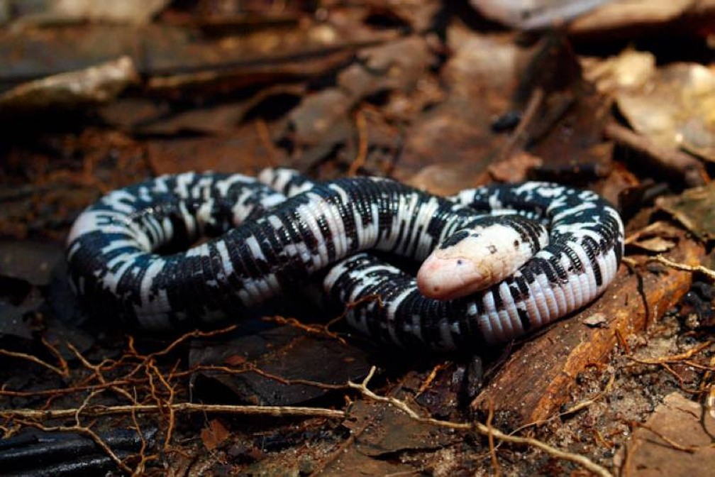 G1 > Ciência e Saúde - NOTÍCIAS - Cobra de duas cabeças morre nos EUA