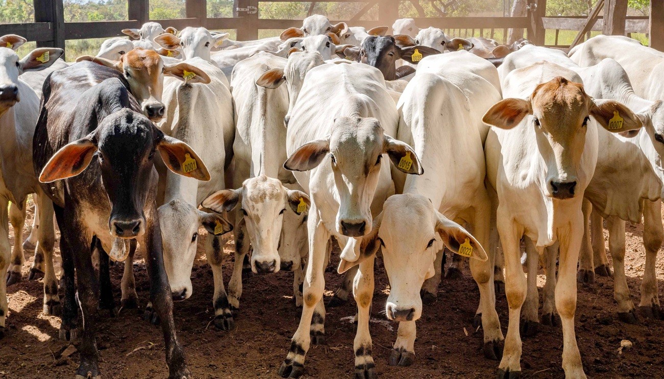 Gerente de fazenda castra rebanho de gado do vizinho sem permissão e causa prejuízo de R$ 70 mil, diz polícia