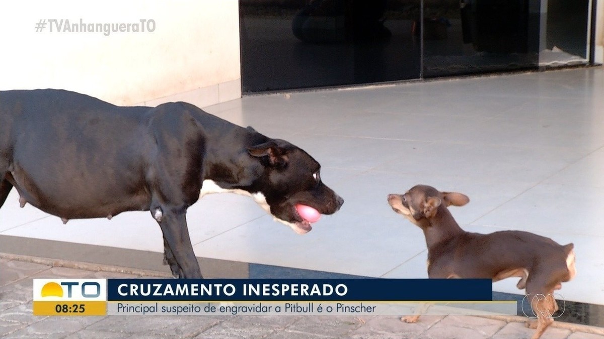 Pinscher é 'suspeito' de engravidar cadela pitbull em Palmas