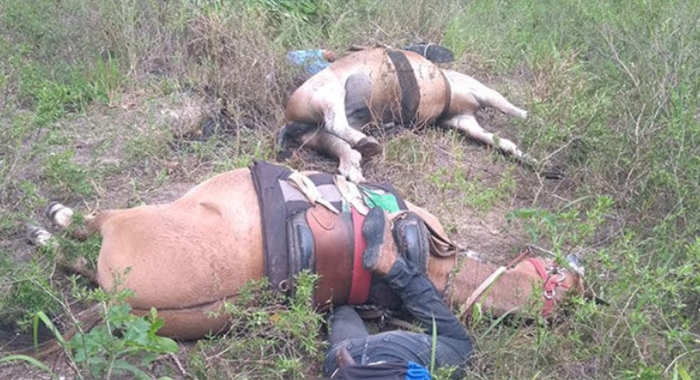 Descarga elétrica mata cavalo e deixa homem ferido na zona rural de  Cachoeira - Revista Recôncavo