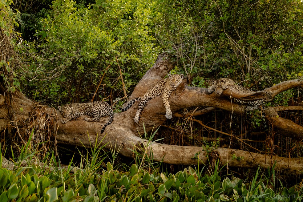 Um momento em família na fauna do Pantanal: a onça-pintada conhecida como Medrosa aparece ao lado dos dois filhotes, Selva e Kairo. — Foto: Marcello Cavalcanti