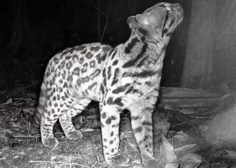 VÍDEO: Seis espécies de felinos silvestres são avistadas pela primeira vez no Parque Estadual da Serra da Concórdia, no RJ