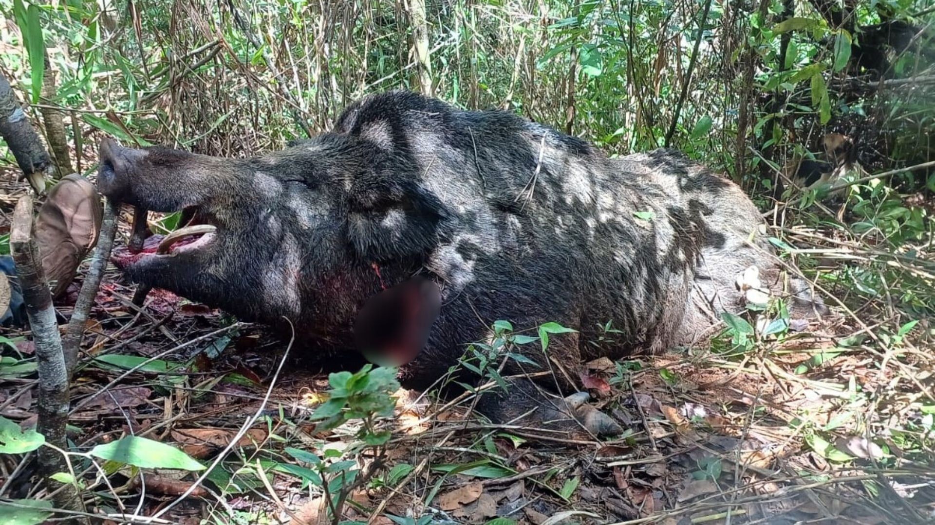 Javali com mais de dois metros e cerca de 300 kg é abatido por caçadores no interior de Minas
