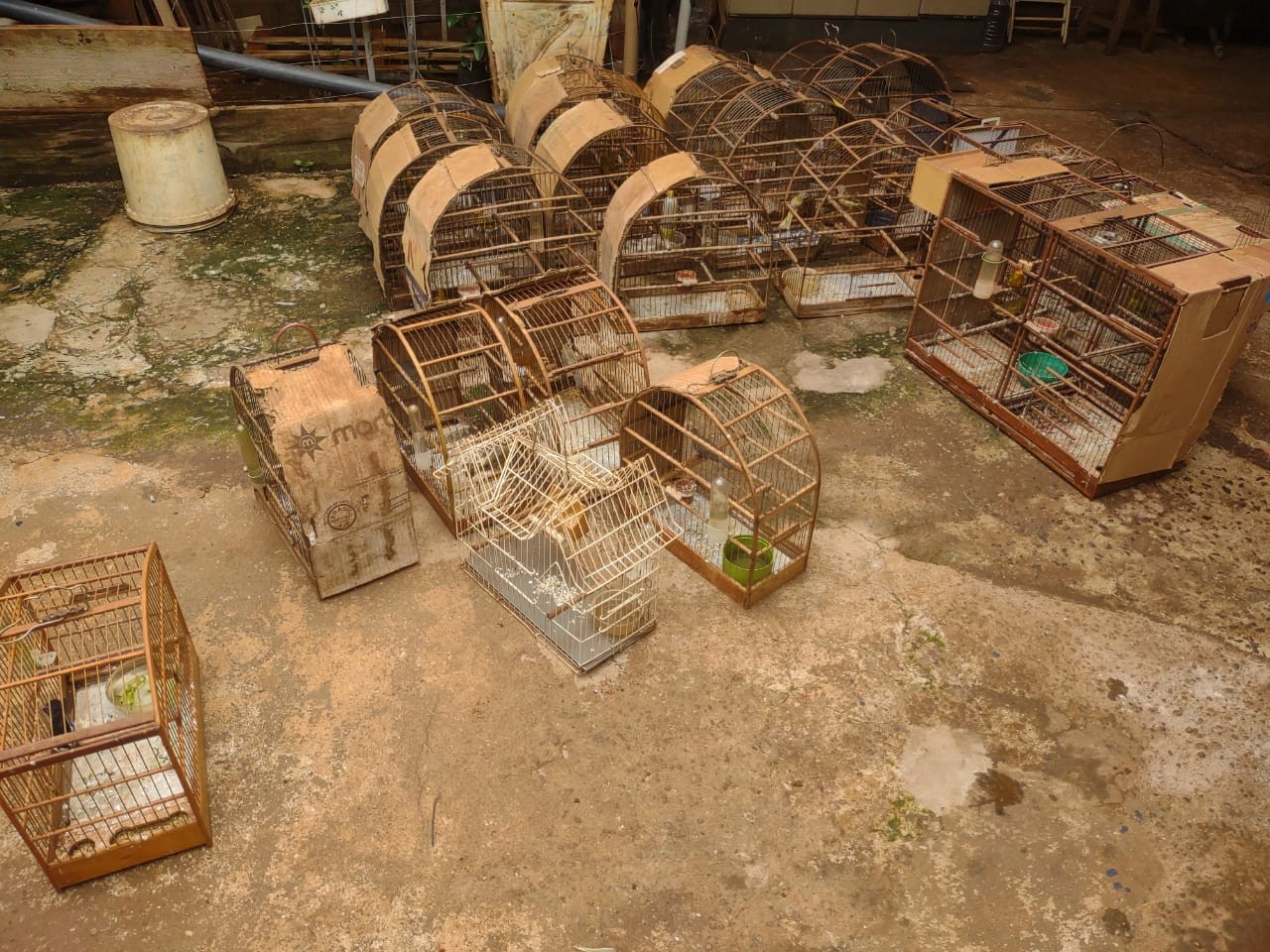 Polícia ambiental apreende 36 aves nativas em Jardinópolis
