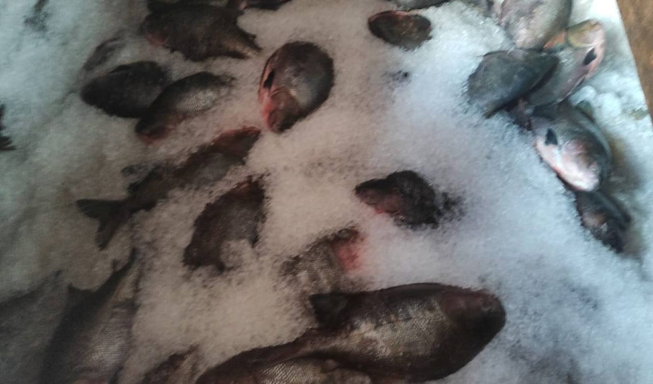 IPAAM apreende 5 toneladas de peixe ilegal na Feira da Panair, em Manaus