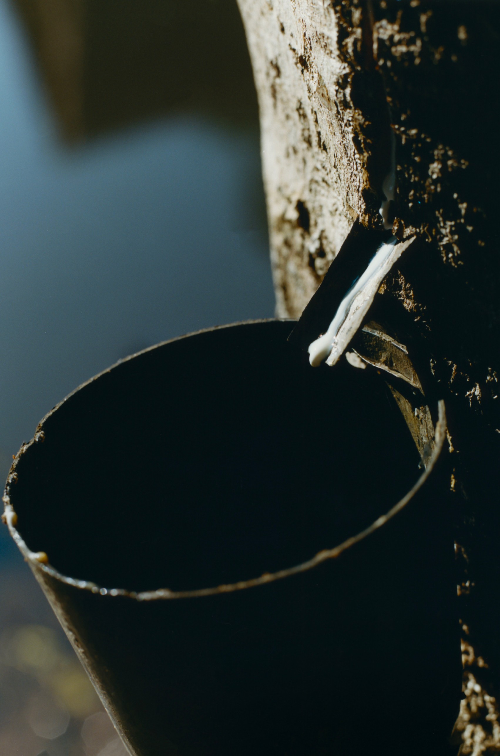 É possível fazer dinheiro sem destruir a natureza? Da borracha ao cosmético, a Amazônia mostra que é possível