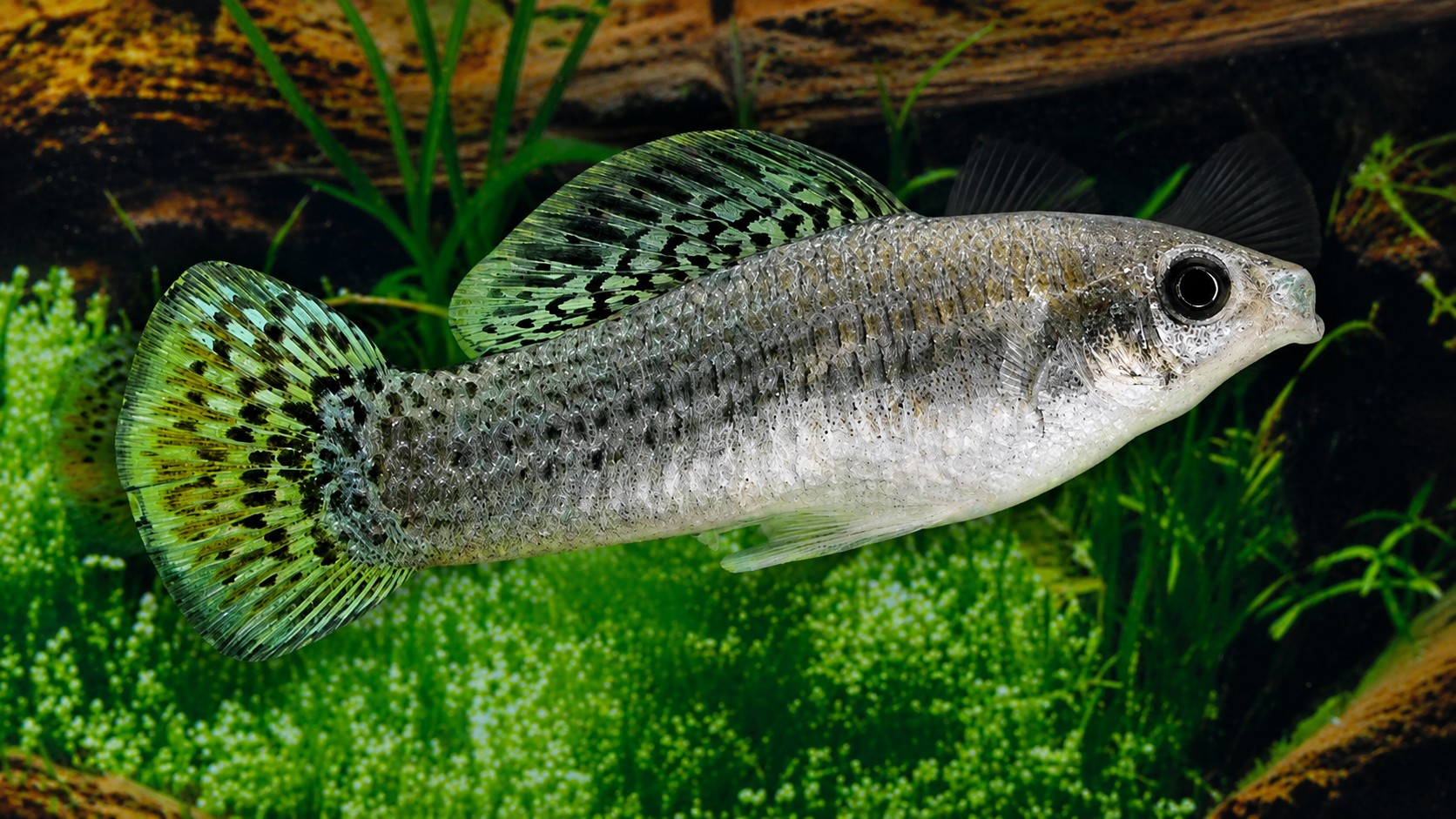 A espécie de peixe que vive sem machos há 100 mil anos