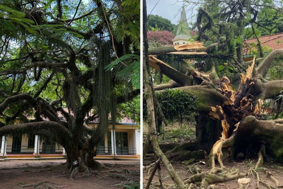 Árvore usada como cenário de fotos cai durante temporal no Parque Vicentina Aranha, em São José dos Campos