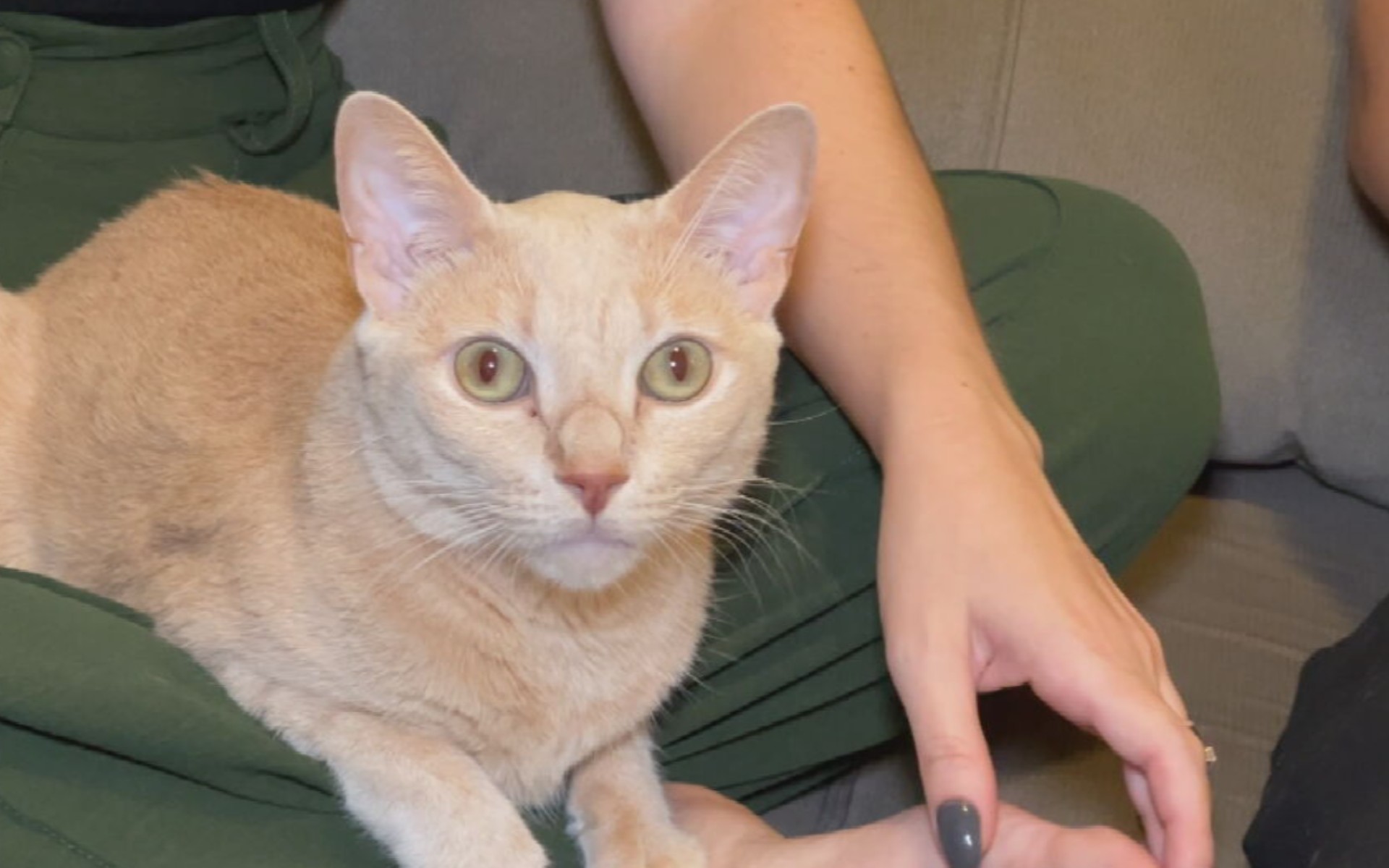 Gato laranja é mais bagunceiro? Especialista explica o porquê da fama popular de 'agente do caos'