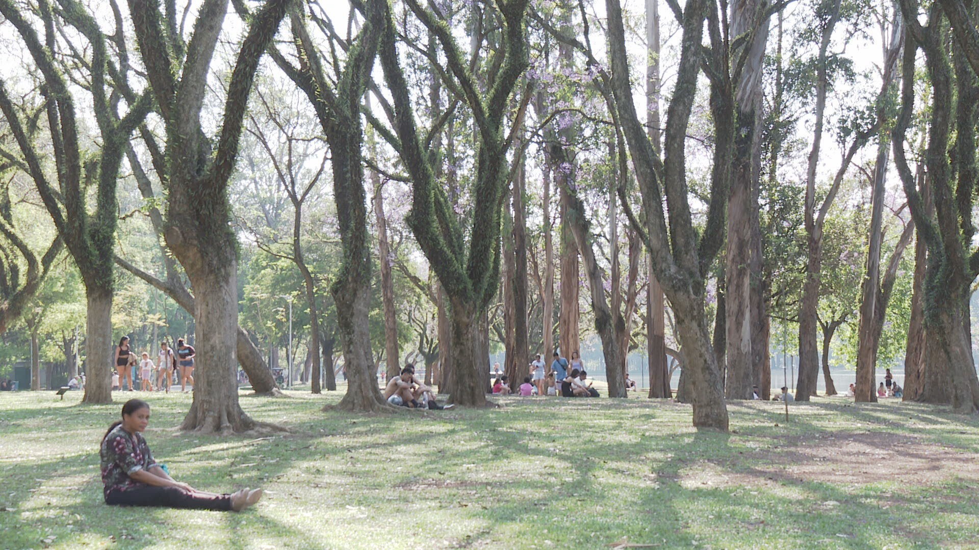 Prefeitura de SP vai usar laser e inteligência artificial para mapear situação das árvores nas calçadas e canteiros da cidade