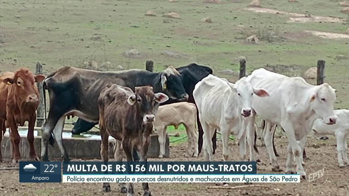 Polícia Militar encontra fazenda com 50 bois em situação de maus-tratos e multa proprietário em R$ 156 mil