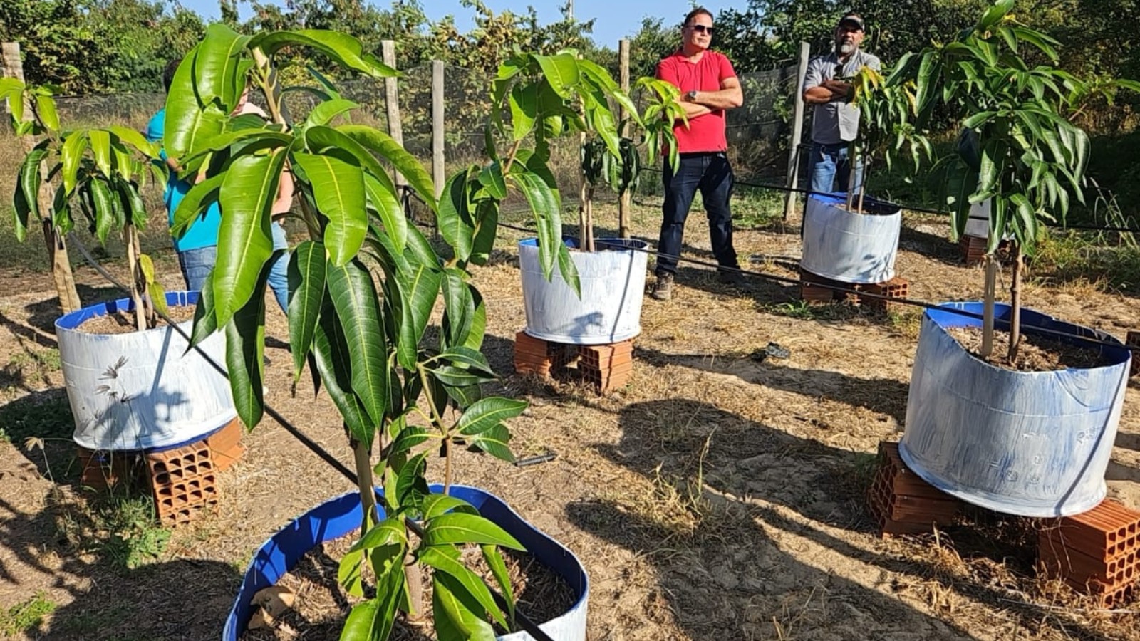 Experimento com adubos líquidos vai acompanhar ciclo completo de produção