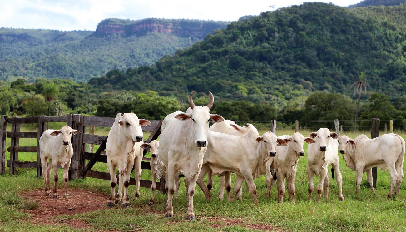 Do campo até a mesa: entenda como vai funcionar projeto de rastreamento de gado no Tocantins