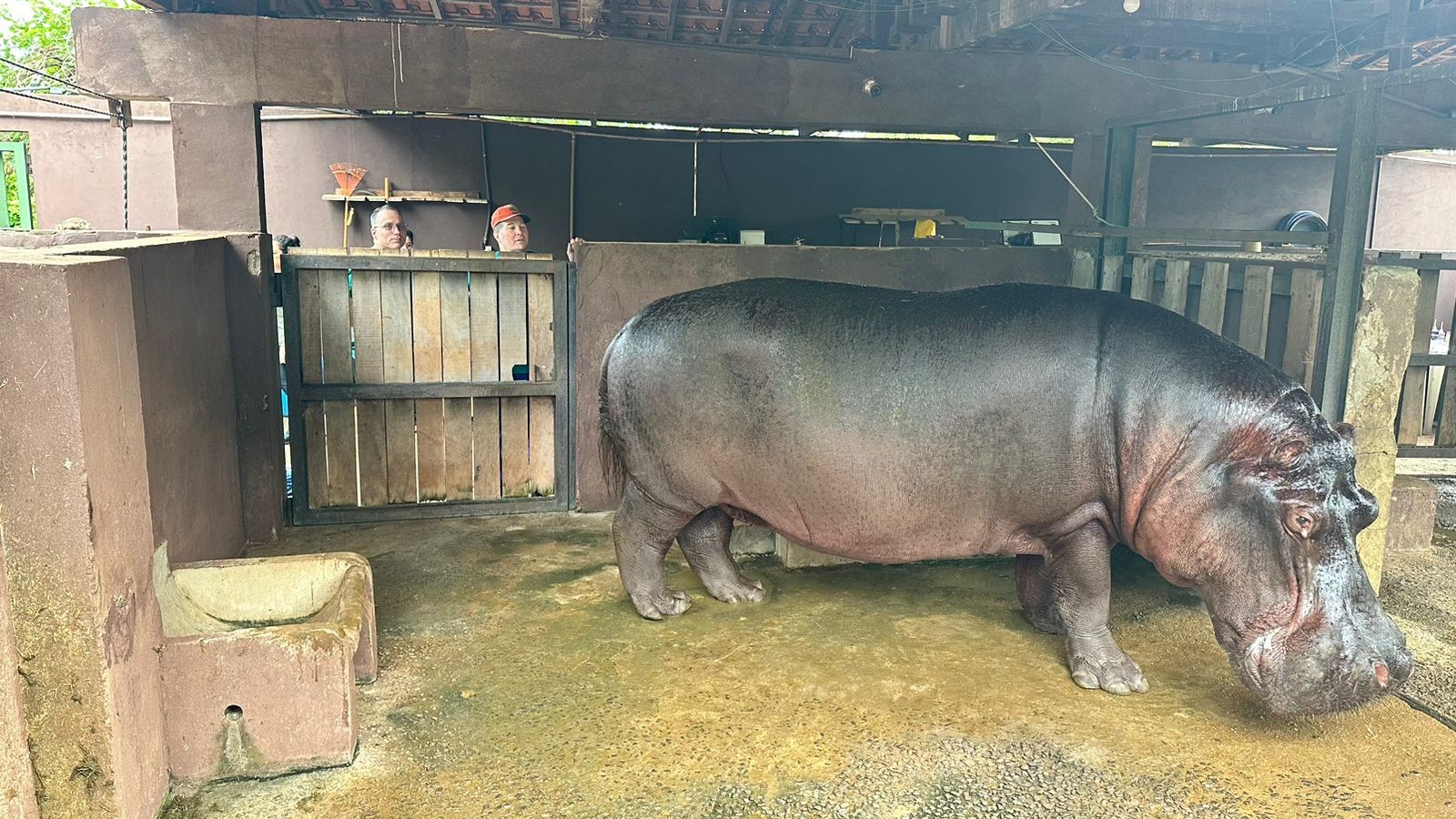 Hipopótamo faz tratamento de canal e apara dentes caninos em Presidente Prudente