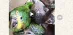 Traficantes usam grupos de mensagens para vender animais silvestres. — Foto: Ibama/Reprodução