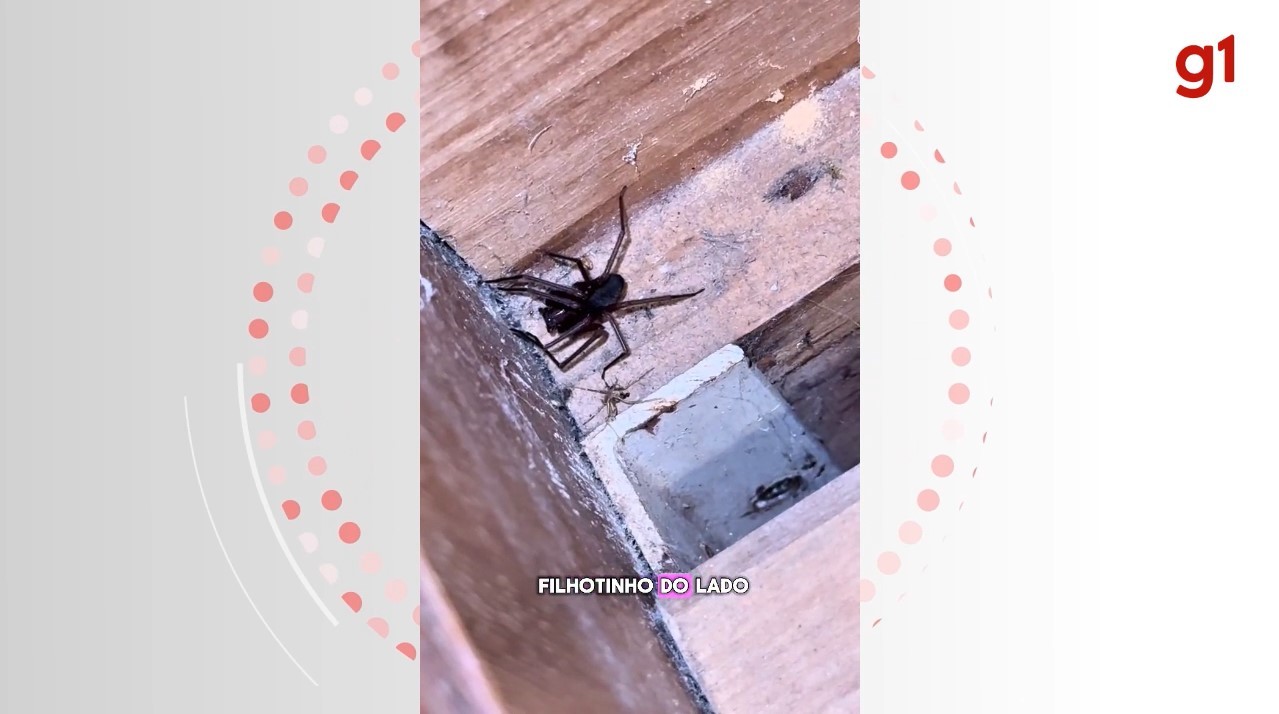 Biólogo de SC aluga quarto em plataforma, encontra ninho de aranhas-marrons e faz alerta a viajantes