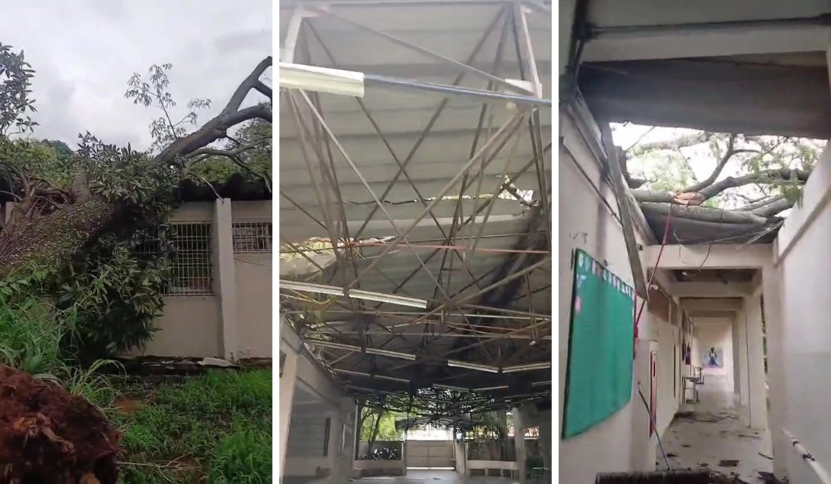Aulas são suspensas após árvore de grande porte cair sobre escola em Campinas
