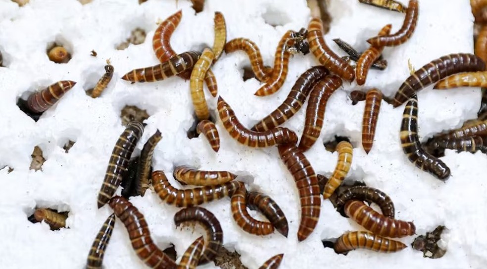 Larva-da-farinha queniana — Foto: Fathiya Khamis via The Conversation Brasil