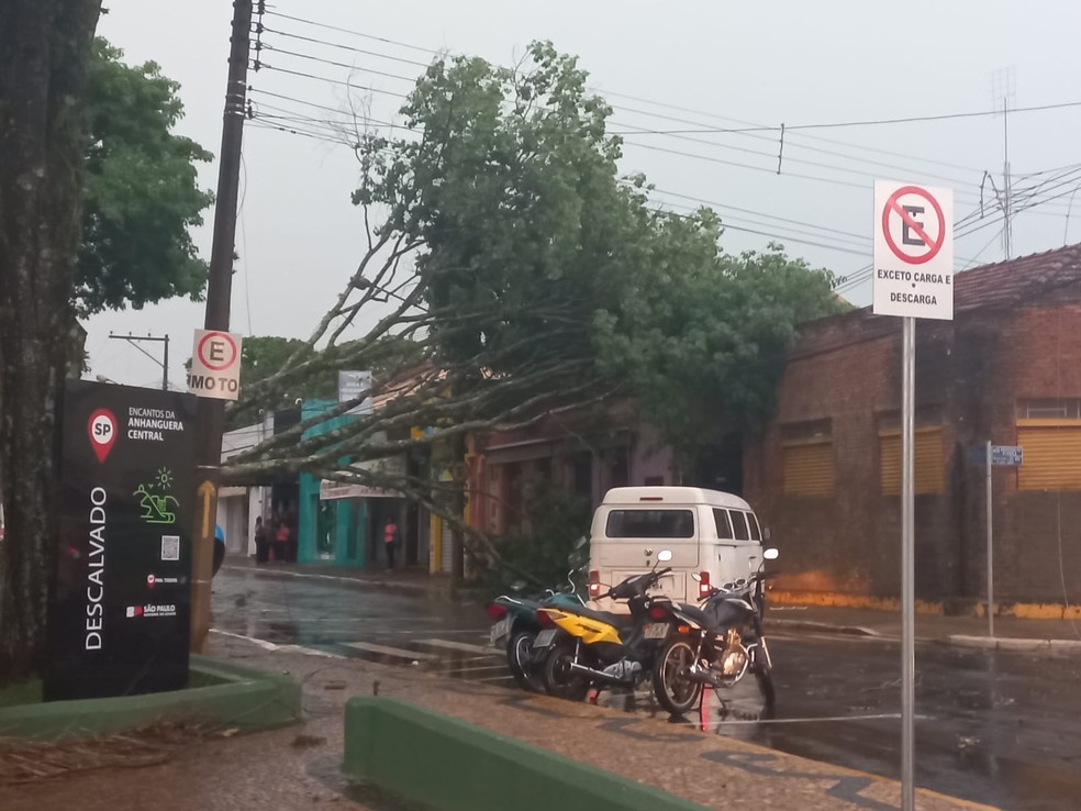 Vento forte derruba mais de 80 árvores em Descalvado e deixa parte da cidade sem energia — Foto: Arquivo Pessoal