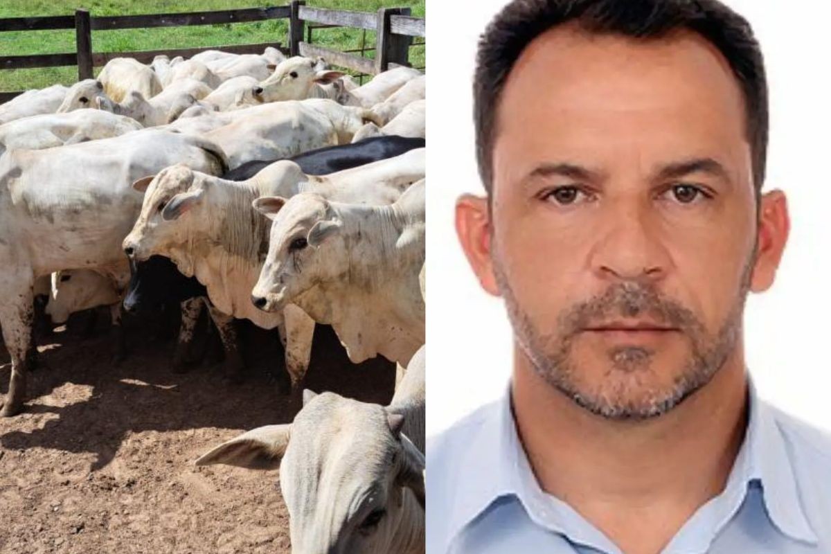 Vereador é preso suspeito de comprar gado furtado de fazenda em MT 