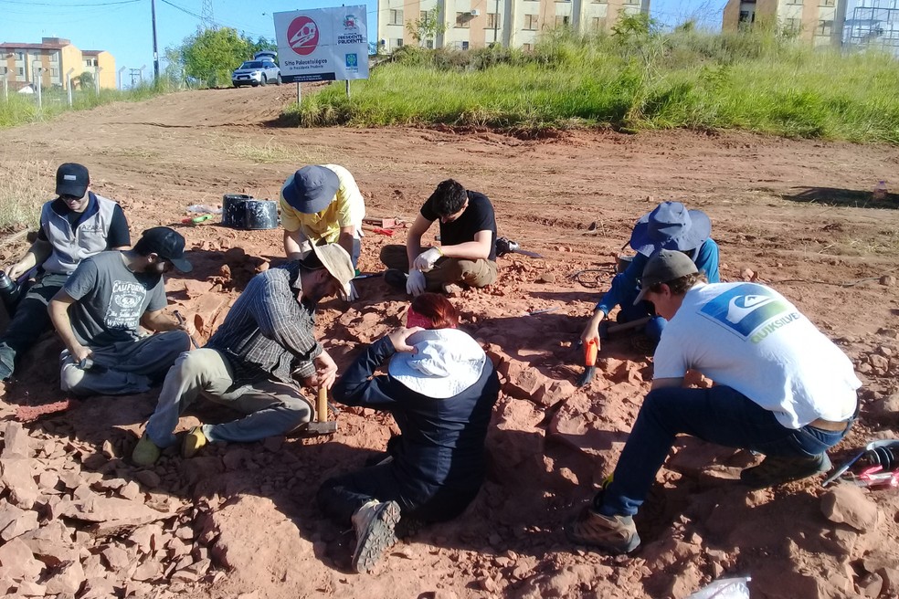 4 de 7
Pesquisadores nacionais e internacionais participaram de escava&ccedil;&atilde;o que descobriu a terceira ninhada, em 2022 &mdash; Foto: Willian Nava/Arquivo pessoal