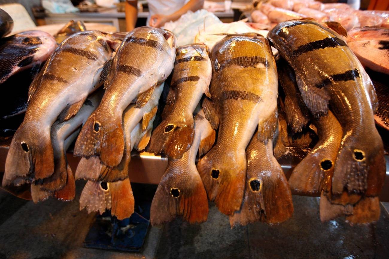 Crédito de até R$ 50 mil vai beneficiar pescadores e agricultores no oeste do Pará