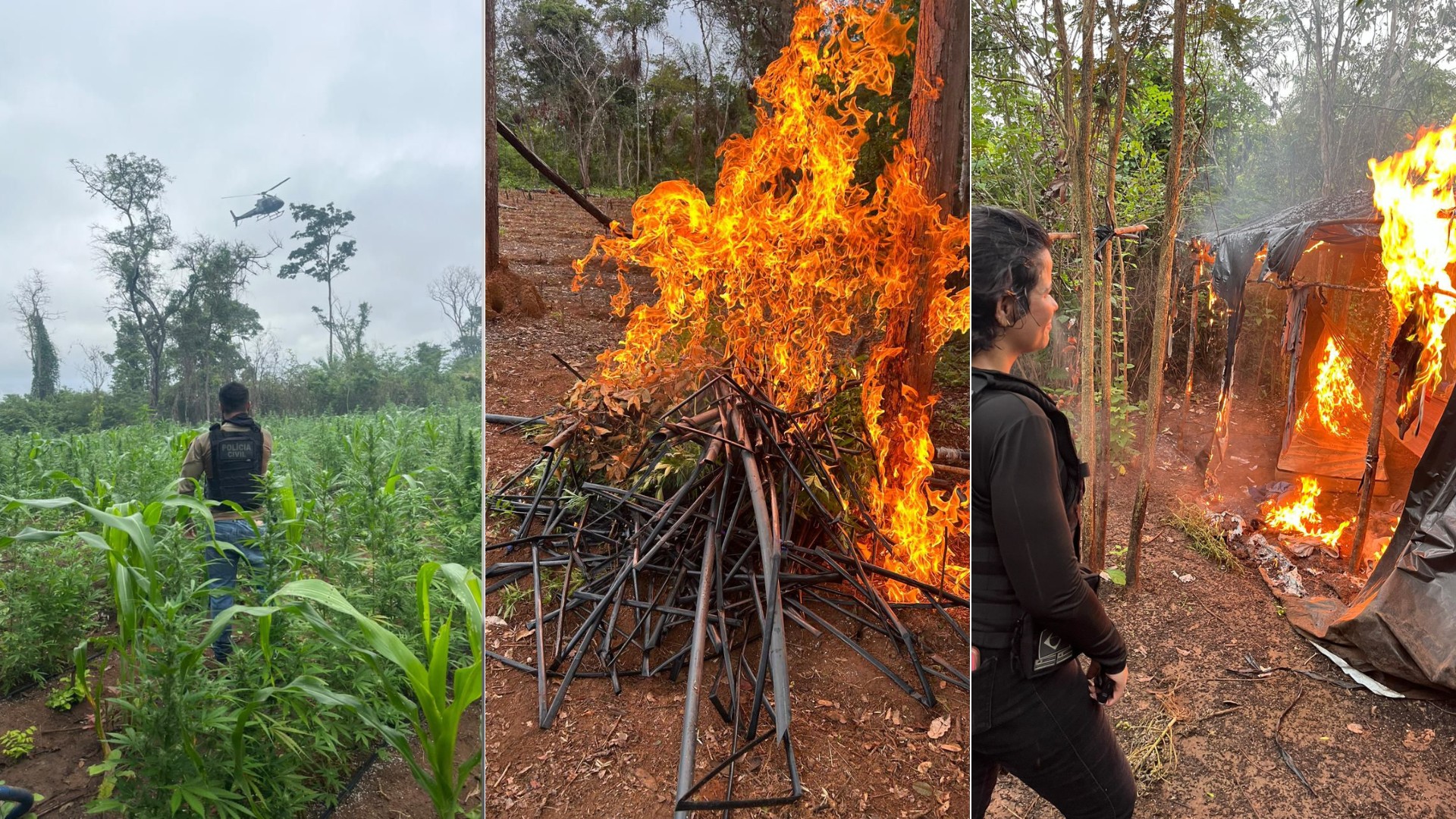 Mais de 10 mil pés de maconha são destruídos em terra indígena no MA; pernambucano é preso em flagrante