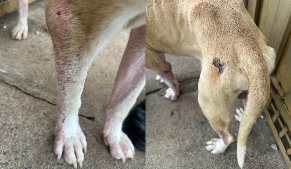 Jovem é autuado em R$ 3 mil por maus-tratos a animal doméstico em Presidente Prudente — Foto: Policia Militar Ambiental/Divulgação